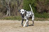 DALMATIEN 025